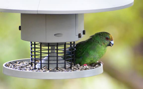 A small parakeet sits on a bird feeder with sunflower seeds. It holds a seed in its beak.