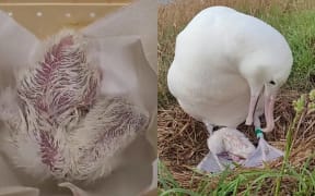 The Royal Cam albatross and its chick.