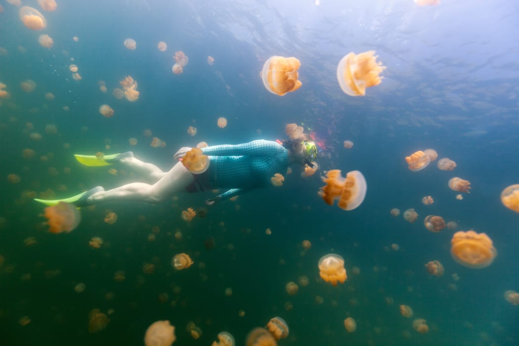 Woman snorkeling with endemic golden jellyfish in lake at Palau.