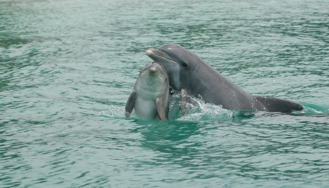 Photo by Brookfield Zoo Chicago's Sarasota Dolphin Research Program, taken under NMFS MMPA Scientific Research Permit.
