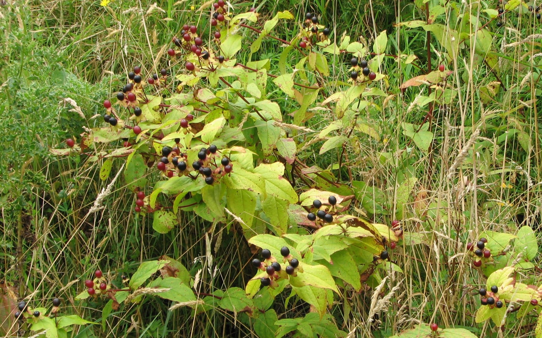Tutsan