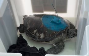 A satellite tagged green sea turtle in a large plastic bin.