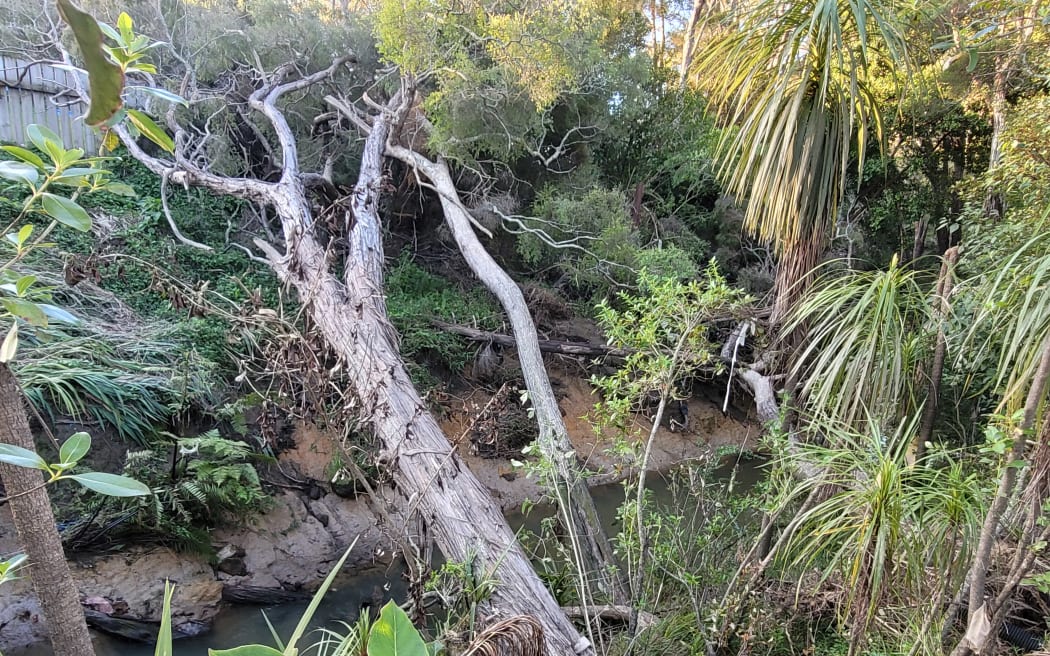 Healthy Waters is disputing a claim from a West Auckland homeowner that it was rare to see anyone clearing the section of Swanson Stream near his house. Healthy Waters says that section of the stream had had regular maintenance.