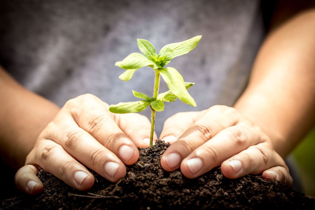 close-up of hands in soil