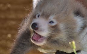 Red panda cub at Auckland Zoo.