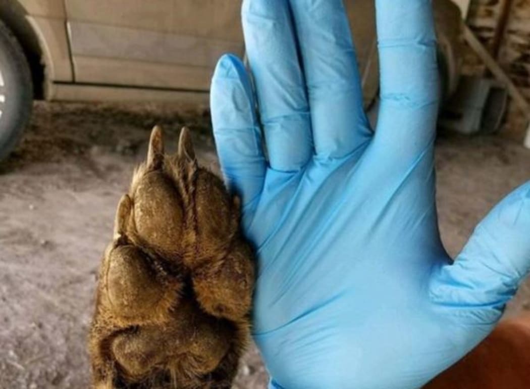 Its front paws are abnormally small for a wolf.