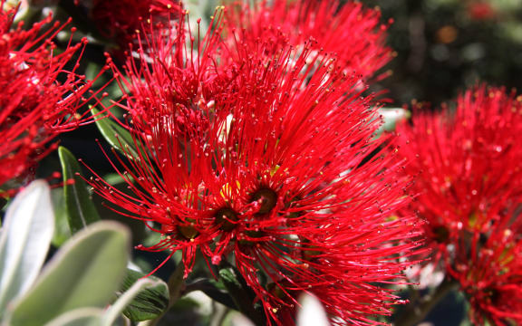 New Zealand Pohutukawa