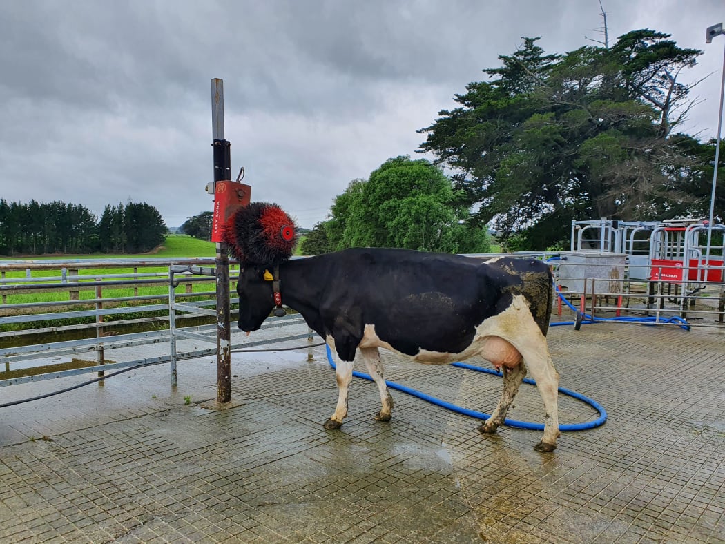 A dairy cow enjoys having her head scratched after milking