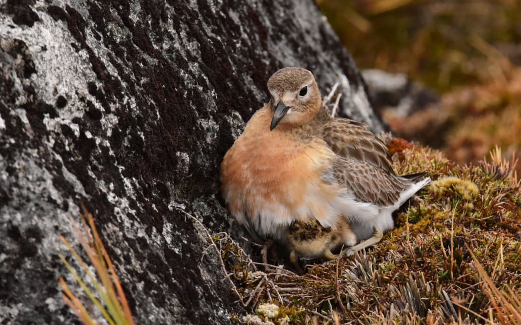 The southern dotterel is one of the species Predator Free Rakiura is hoping to protect on Stewart Island.