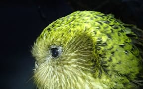 Boss is one of the original Stewart Island kākāpō, and a successful breeder with a proven track record.