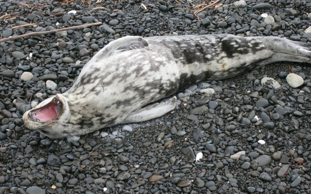 The Weddell Seal of Napier