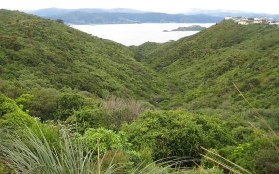 As it stands, the proposed motorway between Petone to Grenada would cut across two local reserves, including the Gilberd Bush Reserve.