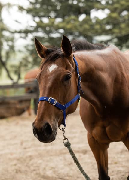 Amnesty's child Honey at AnnaRehab.