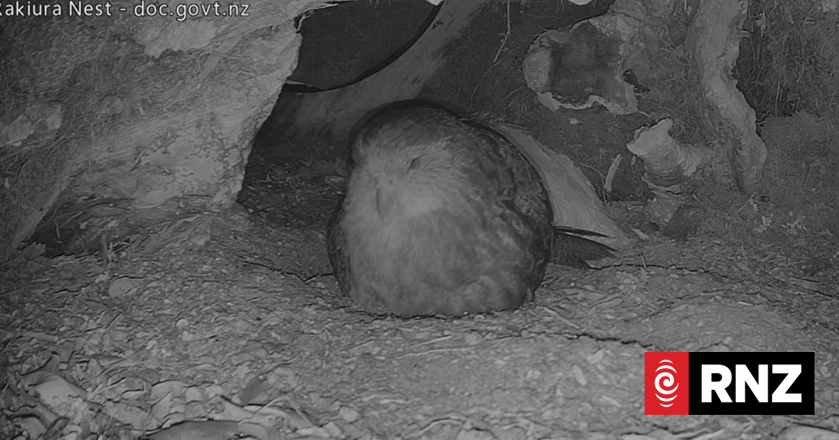 DoC's Kākāpo livstream attracts international attention - RNZ