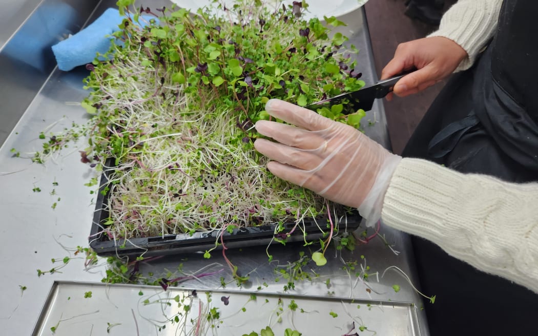The microgreens are harvested by hand and checked for quality before packing