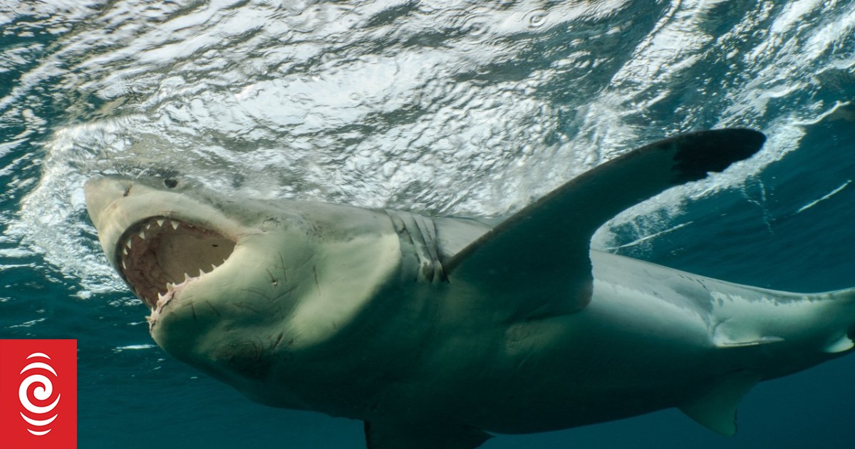 Local doctor dies in suspected shark attack in Nouméa