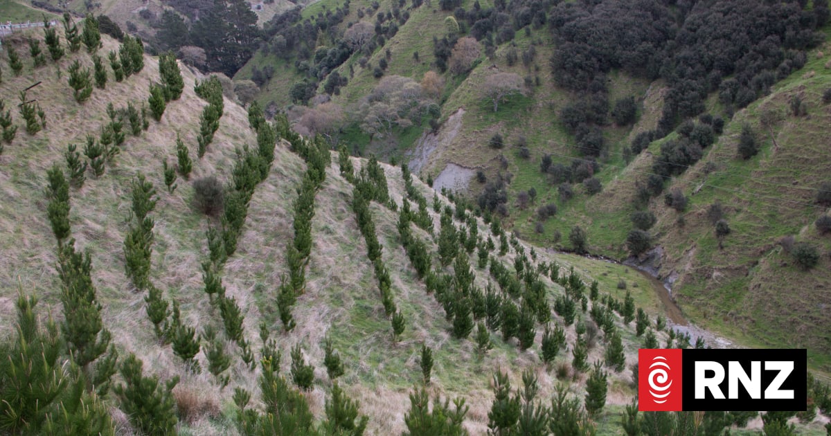 Time to take forestry out of the emissions trading scheme - environment watchdog