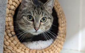 Some of the pets and companion animals from across Aotearoa that will be listening to Concert for Animals on RNZ Concert.