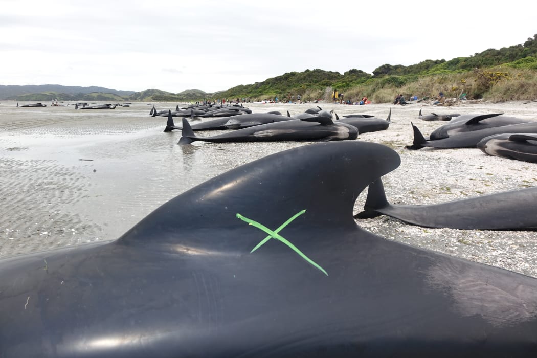 Whales on the shore.