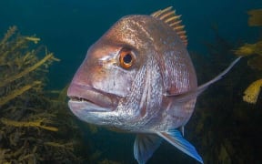 Large predatory snapper are a rare sight in the Hauraki Gulf these days due to heavy fishing pressure, but they are common inside marine reserves such as the Goat Island marine reserve at Leigh.