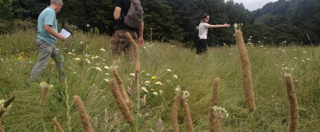 The Auckland Botanic Gardens are running a "meadow trial" in some parts of the gardens which they only mow twice a year.
