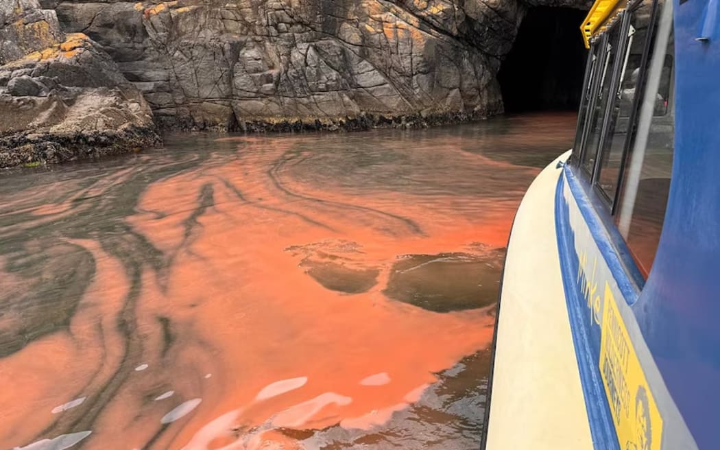 While not recommended to touch, the algae is not known to have immediate impacts to humans.