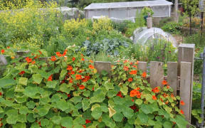 November in Kath Irvine's garden patch