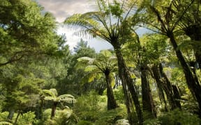Forest near Hahei, Coromandel Peninsula, New Zealand