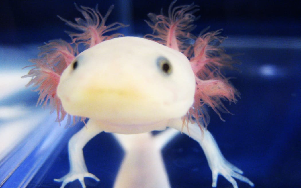 An axolotl salamander in the Whited Labs.