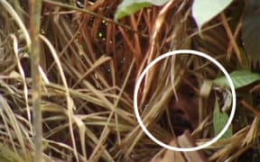 The face of the 'Man of the Hole', the last remaining member of his tribe, who lived in isolation in the Tanaru indigenous area in Brazil's Rondônia state, was briefly captured on camera by anthropologist Vincent Carelli.