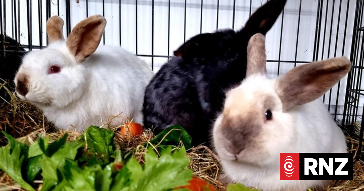 HUHA have taken in over 40 rabbits all needing alot of care | RNZ