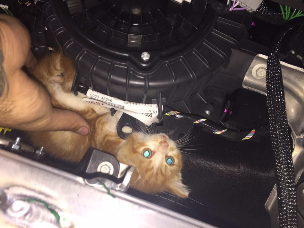 After being rescued, Maioro was later found tucked around a heating fan.