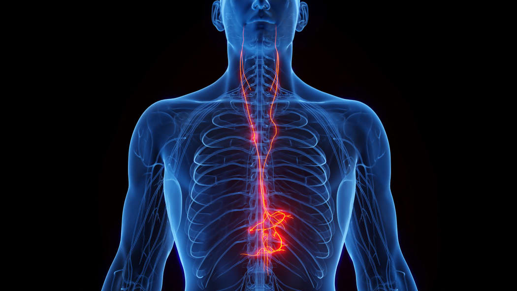 Vagus nerves, illustration. (Photo by 3DMEDISPHERE/SCIENCE PHOTO LIBRA / SKX / Science Photo Library via AFP)