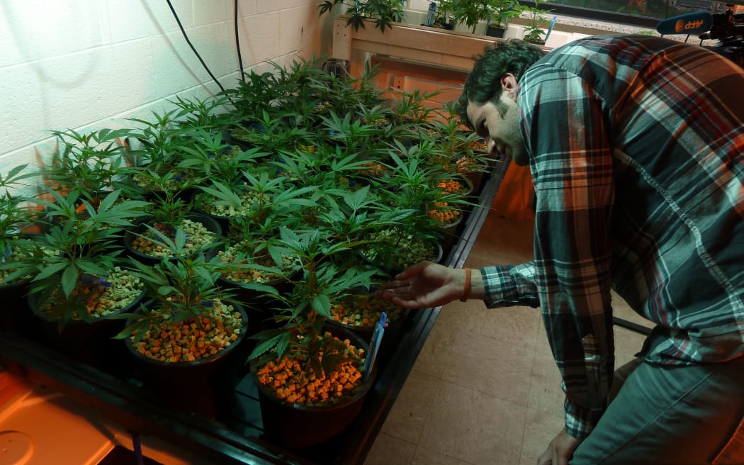 Holden Sproul, sales manager for The Growing Kitchen looks at marijuana plants in Lafayette, Colorado.