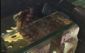 Luna the Octopus at Goat Island Marine Discovery Centre