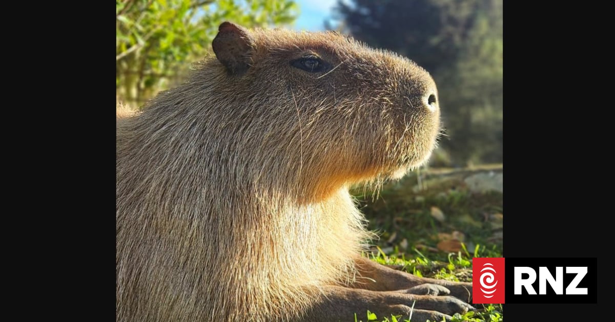 Wellington Zoo's last capybara, Fernando, dies