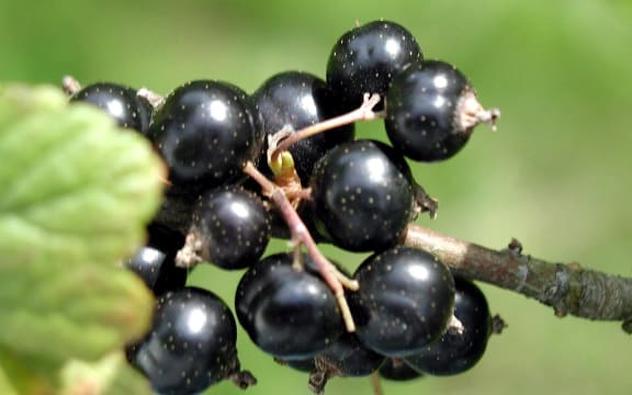 blackcurrants
