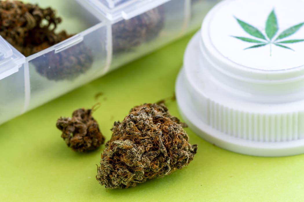 Medical marijuana buds in daily pill organizer with branded prescription bottle lid sitting on green background