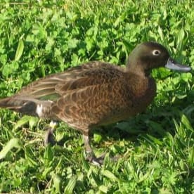 Photo for Auckland Island Teal