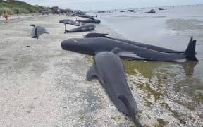 Some of the whales that are stranded on Farewell Spit.