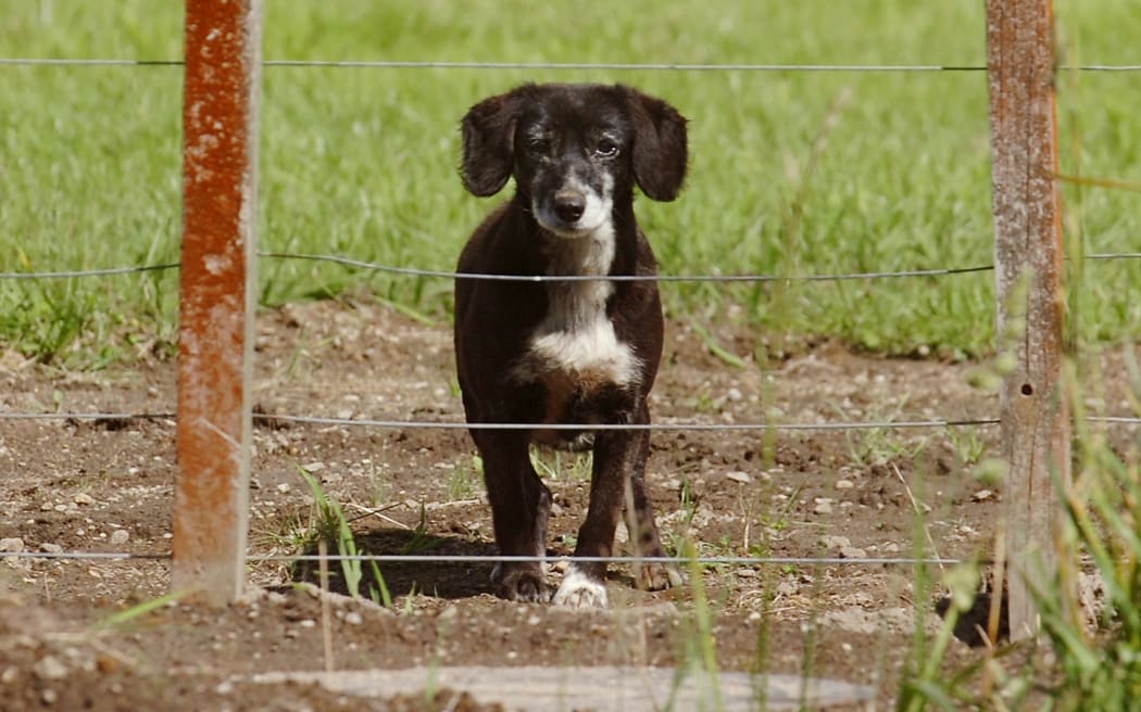 Harawene the  car watching dog at Te Ngae Road. 22 December 2005