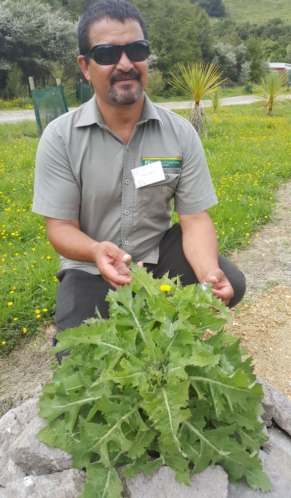 DOC botanist Graeme Atkins with native puha, Sonchus kirkii.