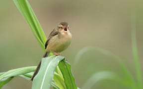 Extract Cotton Corn Plants Sank Birdsong Wild
