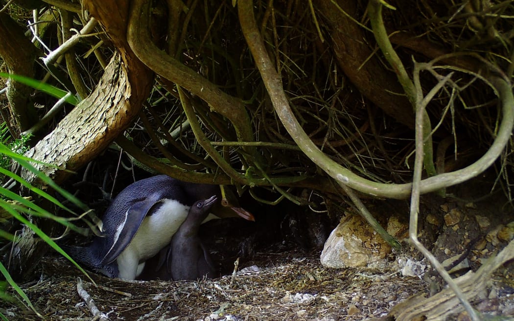 Hoiho and two chicks