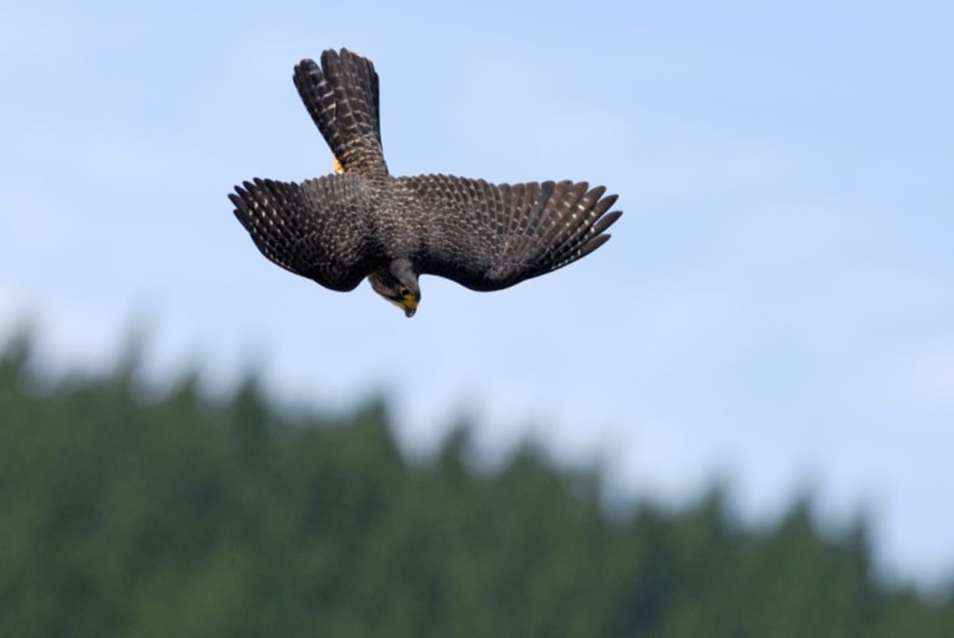 The New Zealand falcon is an aerial daredevil and can catch prey mid-flight.