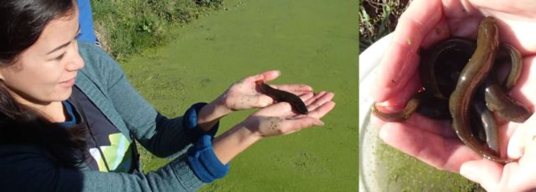 Lan Pham from the Working Water's Trust holding a large Canterbury mudfish - they grow to 16cm. Canterbury mudfish are a species of galaxiid that doesn't spend part of its life at sea.