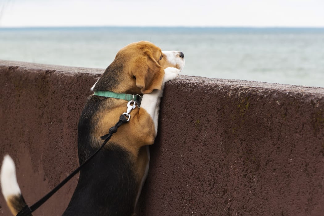 Beagle puppy