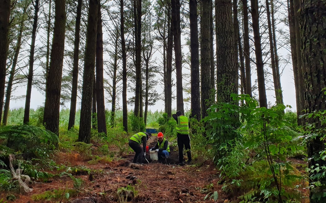 Glen planted ginseng in this pine plantation 15 years ago. The plant grows well in the dappled shade and pumice soils.