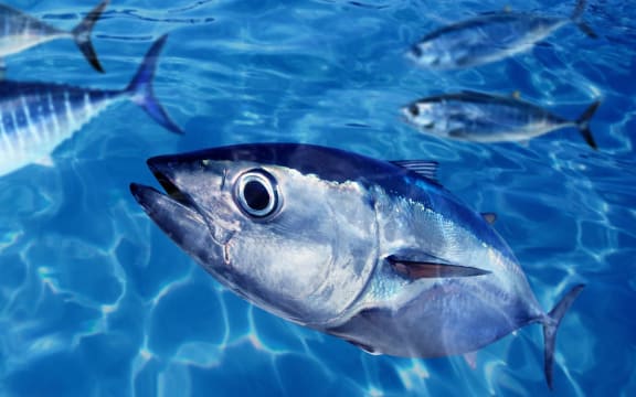 Bluefin tuna thunnus thynnus