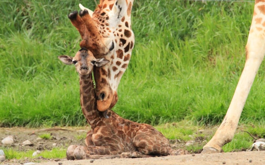 Orana wildlife park